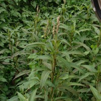 Persicaria barbata (L.) H.Hara